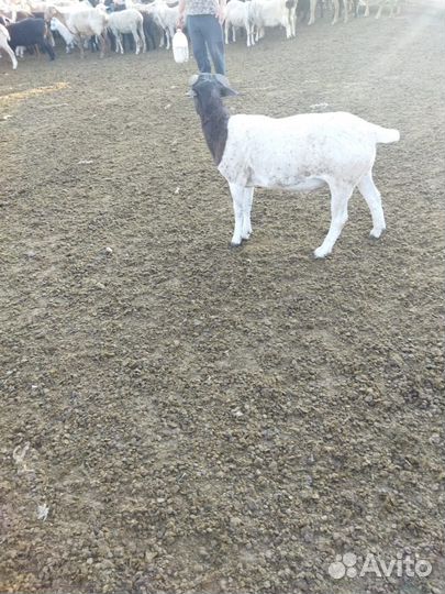 Баран дорпер