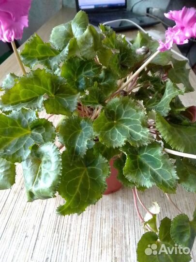 Цикламен махровый