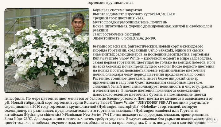 Ампельная гортензия 