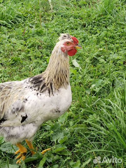 Молодые петухи