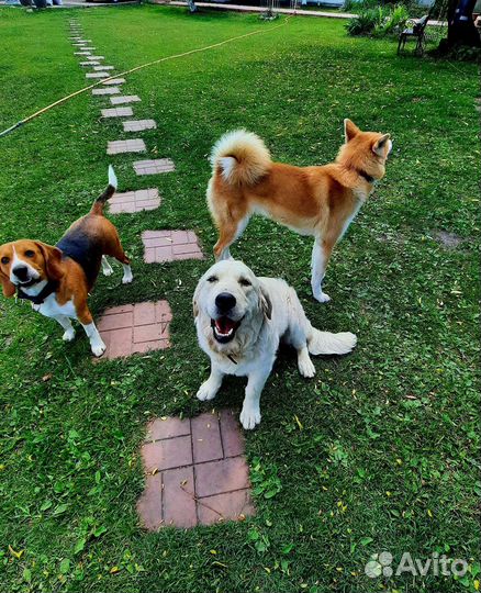 Передержка собак и кошек. Дрессировка