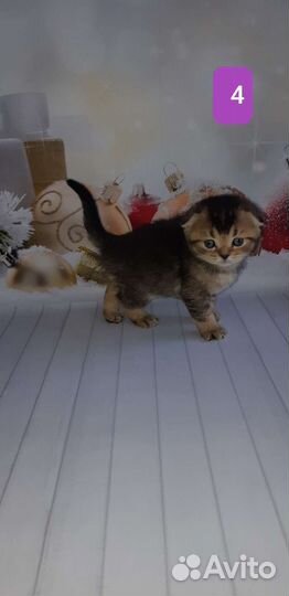 Типажные котики
