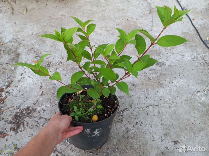 Гортензия метельчатая Киушу,Маджик Кендл,Беби лейс