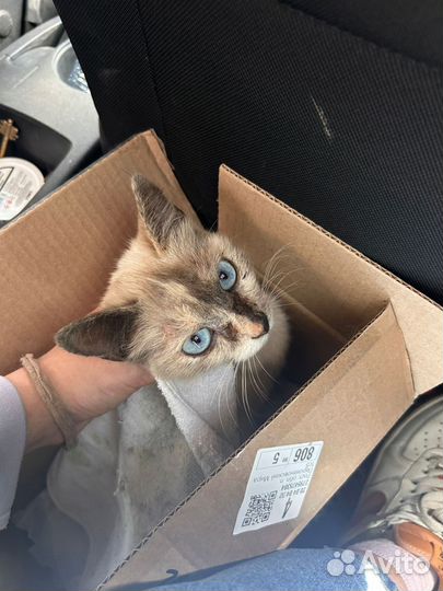 Кошка с добрые руки