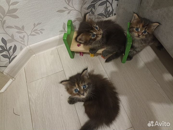 Котята мейн-кун