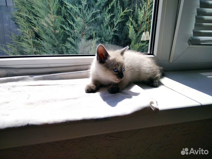 Отдам милых котят в добрые руки