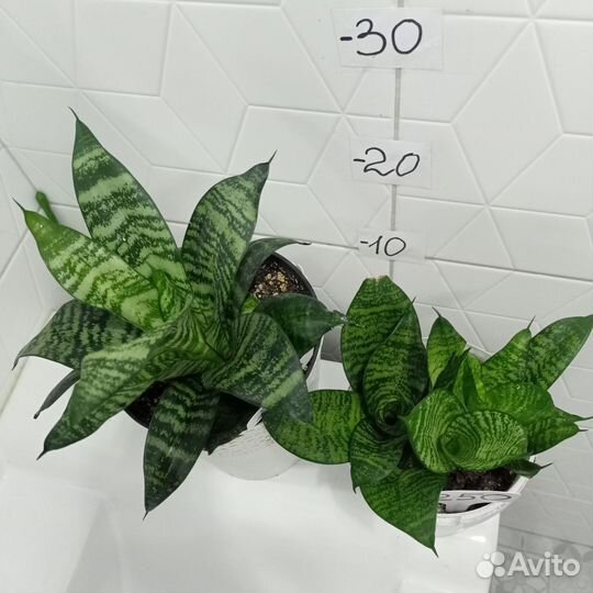 Растения комнатные цветы