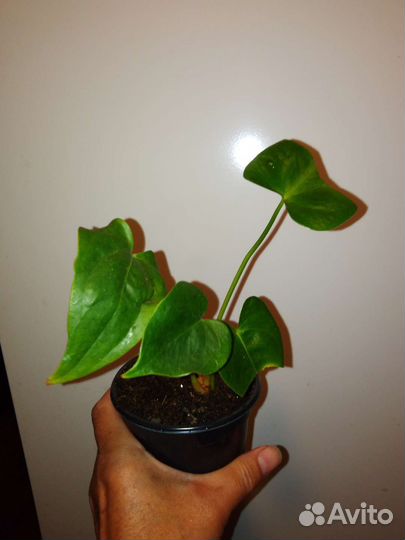 Комнатные цветы антуриум