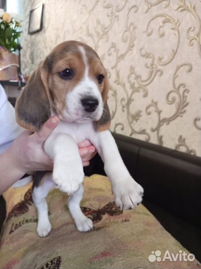 Щенки бигль