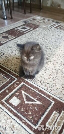 Кошка в дар бесплатно