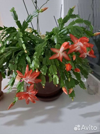 Декабрист шлюмбергера