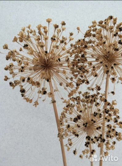 Лаванда, лагурус и другие сухоцветы более 20 видов