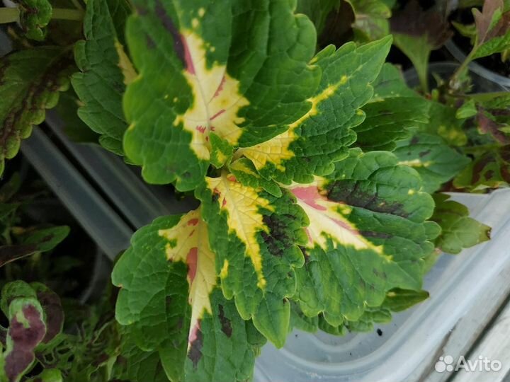 Колеусы много сортов 50р