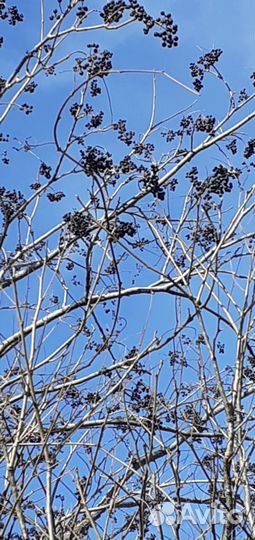 Амурский бархат