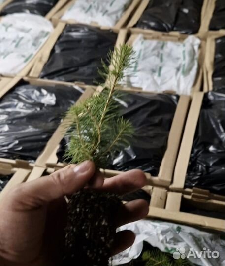 Сеянцы ели зкс