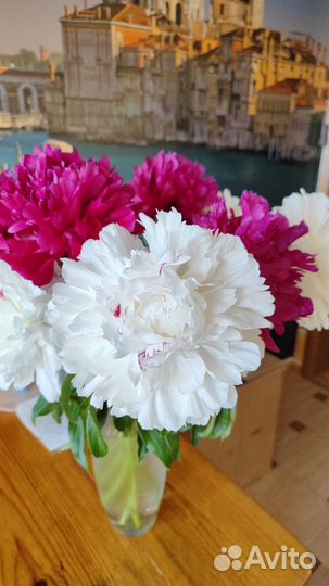 Пионы саженцы корни