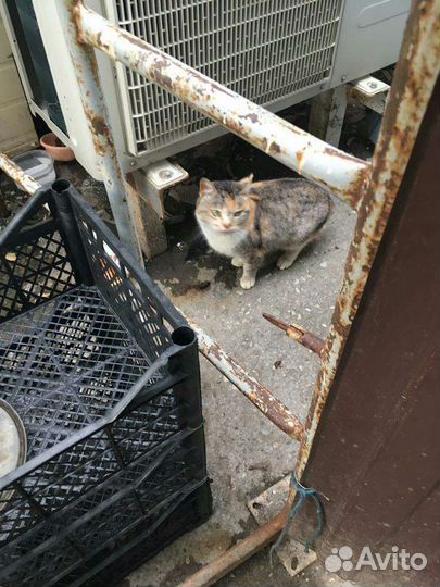 Потеряшка Кошечка