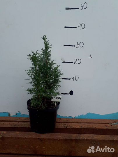 Туя западная смарагд