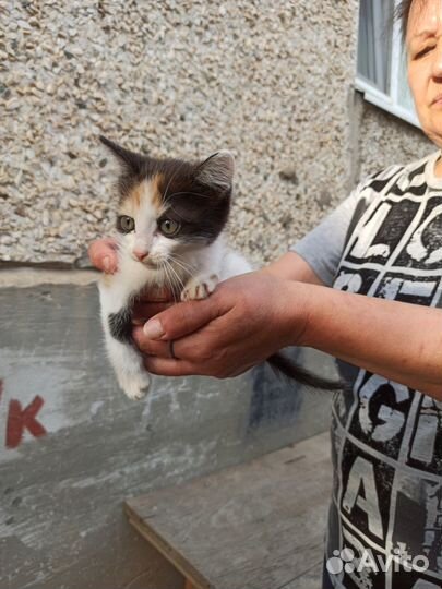 Котёнок ищет дом