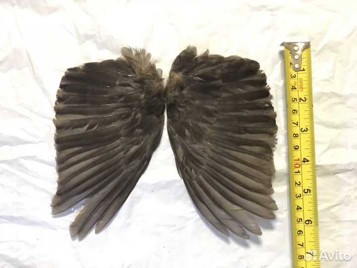 Крылья,перья,лапки