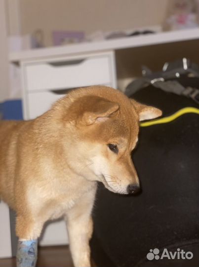 Выгул собак, няня для собак, передержка