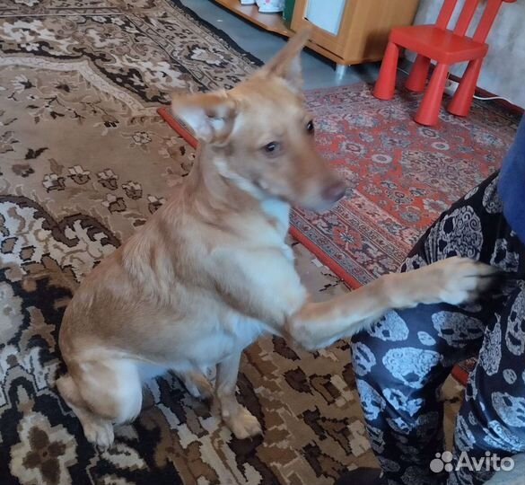 Стерилизованная небольшая собачка ищет дом