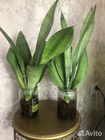 Сансивиерия