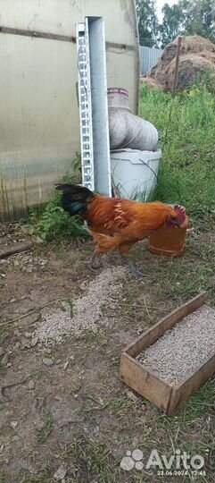 Молодые петушки породы лайкидайдзи и марана