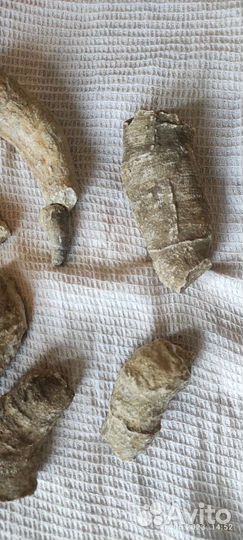 Окаменелости