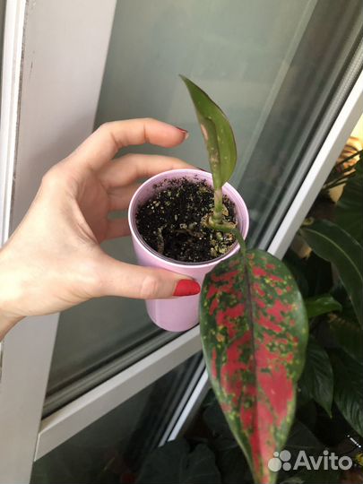 Аглаонема Стравберри Бейби