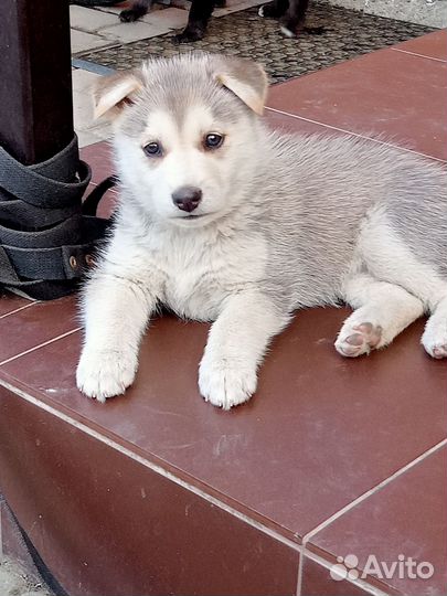 Отдам в хорошие руки