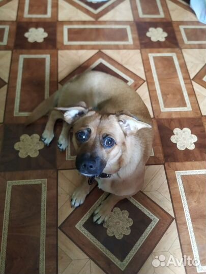 Собака бесплатно