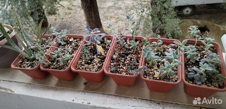 Суккуленты