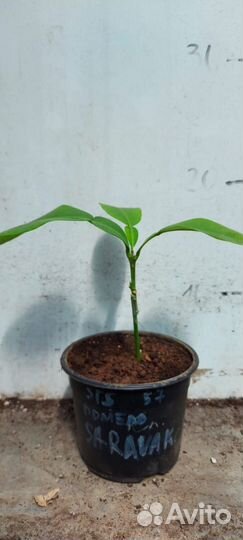 Цитрусы привитые на сортовых лимонах, лаймах