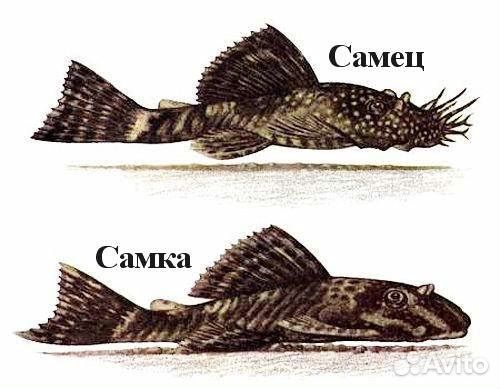 Анцитрус сом от 5см до 7см цены в описании