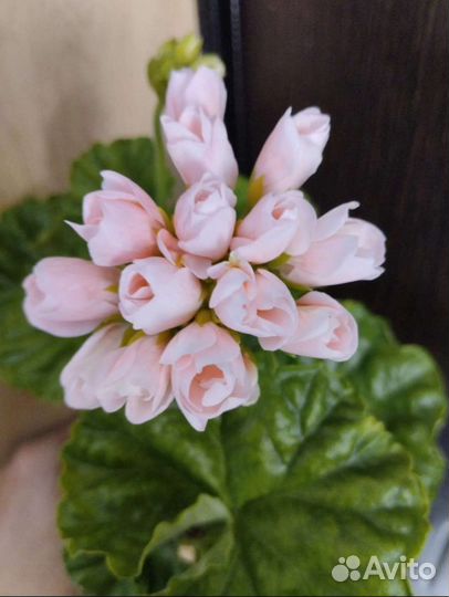 Пеларгония герань сортовая