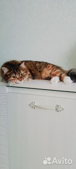 Котята пушистики