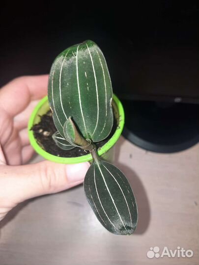 Сингониум, лудизия