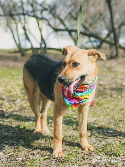 Собака в добрые руки отдам бесплатно