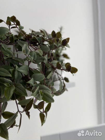 Черенки традесканции