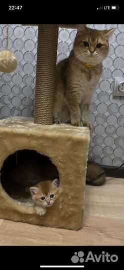 Изготовление когтеточек для котиков и домиков