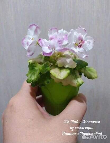 Фиалки мини