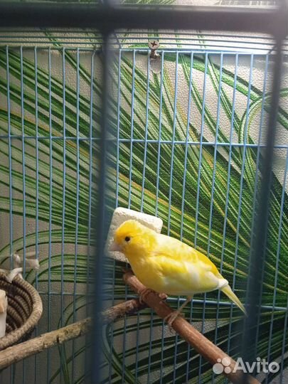 Продам самок