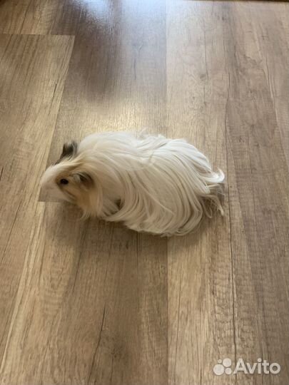 Морская свинка с клеткой