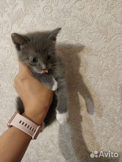 Котята в дар бесплатно