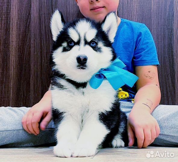 Голубоглазые Шикарные Хаски