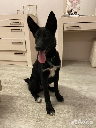 Собака в добрые руки