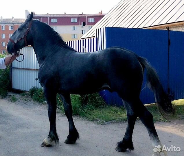 Продаются жеребчик