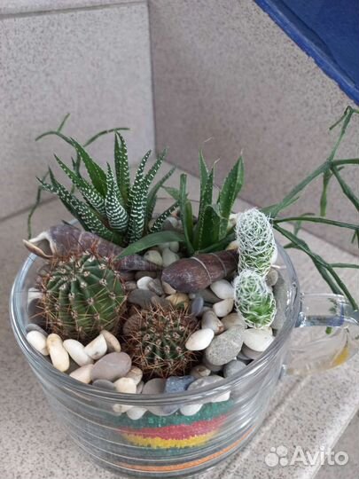 Флорариум суккуленты