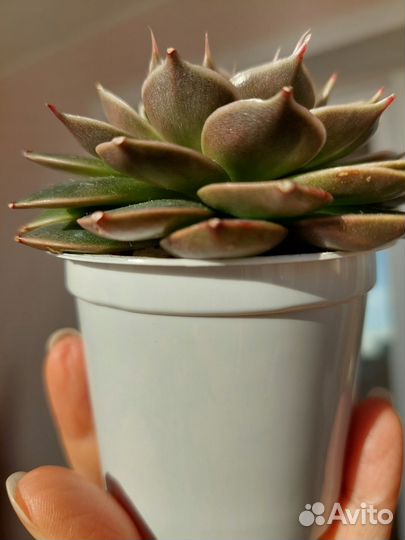 Суккуленты 2